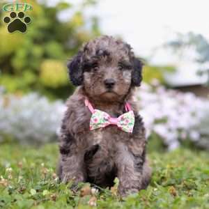 Bree, Miniature Poodle Puppy